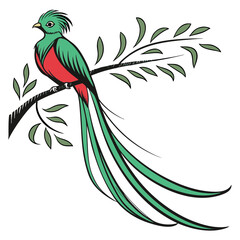 Quetzal bird