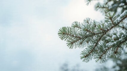 Obraz premium Fresh pine twigs aspire toward the soft light of a peaceful winter day.