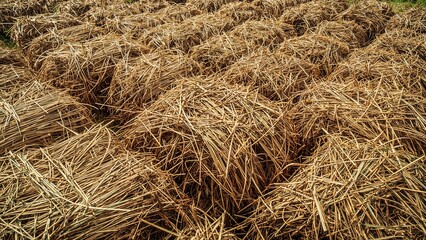 Naklejka premium In a countryside garden, wet straw is skillfully piled by local farmers.