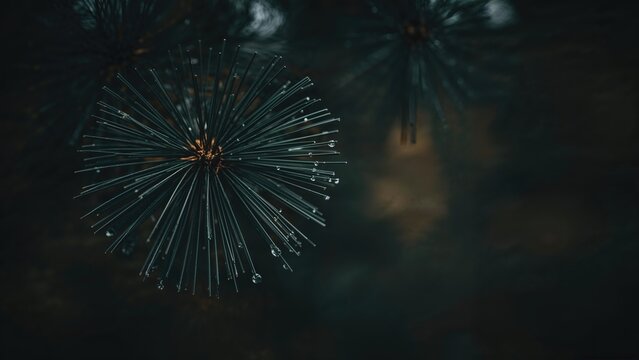 Side perspective of soaked pine needles with a misty background and shadowed foreground