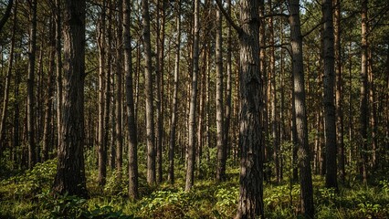 Fototapeta premium Snapped the natural patterns of the woods on a trek with dear friends