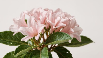 Fototapeta premium Magnified image of Daphne flowers in full bloom