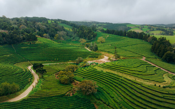 Aerial view of vibrant green tea plantations cascading across rolling hills, bisected by winding paths under a soft, overcast sky, Maia, Planta&Atilde;&sect;&Atilde;&micro;es de Ch&Atilde;&iexcl; Gorreana, Portugal.