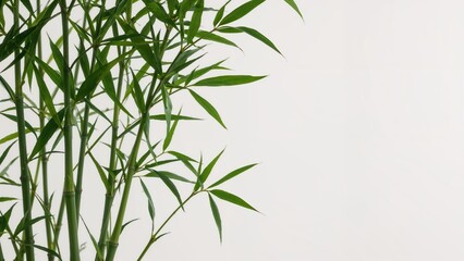 Fototapeta premium A single lucky bamboo shoot displayed on a white background