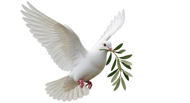 Isolated White Dove with Olive Branch
