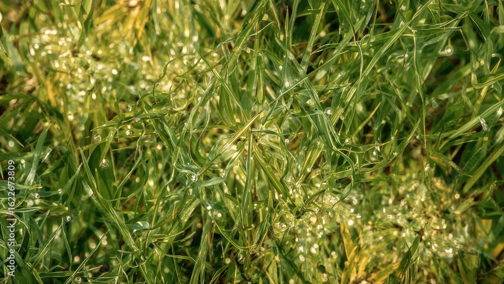 Poster detailed close-up background of grass and leaf textures with abstract art elements