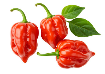 Red Habanero Chili Peppers