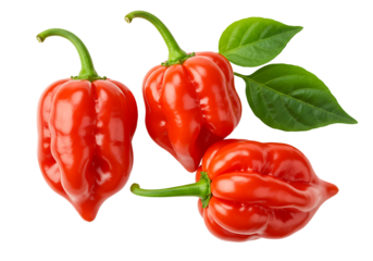 Red Habanero Chili Peppers