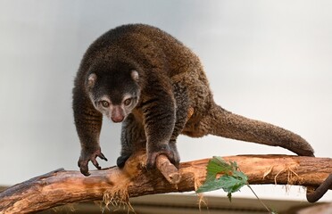 a bear cuscus on a branch