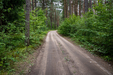 Obraz premium Forest around Lake Aviris near Leipalingis town, Druskininkai Municipality, Alytus County of Lithuania