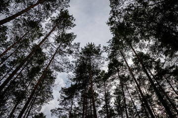 Forest around Lake Aviris near Leipalingis town, Druskininkai Municipality, Alytus County of Lithuania