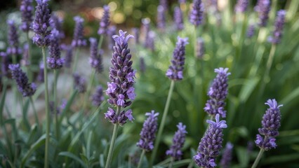 Obraz premium Close-up of Lavandula stoechas petals
