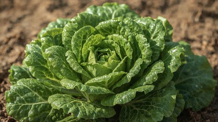 Healthy Lifestyle with Fresh Herbaceous Lettuce