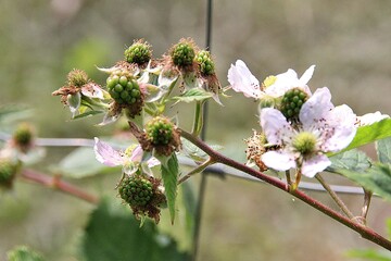 blackberry fruits ripening on a branch, fruits on a plant in the garden, ripening in summer