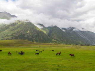 A herd of horses grazing on a wide, green pasture surrounded by majestic mountains under a cloudy sky in a scenic, remote landscape