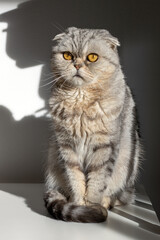 Grey cat with yellow eyes in the sunlight