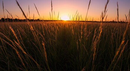 Obraz premium Sunset over field of tall grass silhouetting a distant treeline against a purpleorange sky