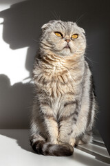 Scottish cat basking in the sun