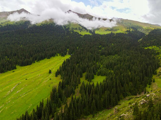 A drone shot of a dense pine forest covering a green mountain slope, with clouds partially...