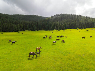 A herd of horses grazes on a wide, green pasture bordered by a dense pine forest under a dramatic cloudy sky in a rural landscape