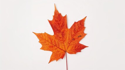 Fototapeta premium Maple leaf silhouettes displayed on a stark white canvas