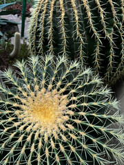 Close-up of round barrel cacti with sharp yellow spines in a desert garden. Detailed texture and radial symmetry of the cactus create a striking natural pattern, ideal for botanical, nature, and deser