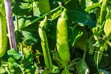 Close up view of green pea pods growing on climbing plant with large leaves in summer vegetable...