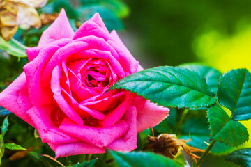 Macro view of blooming pink rose with green leaves in summer garden on blurred background. Sweden.