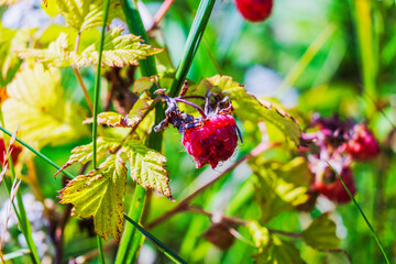 Macro view of overripe red raspberry hanging on branch with yellow leaves in summer garden. Sweden.