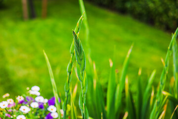 Close up view of green gladiolus flower buds growing in garden on blurred background. Sweden.