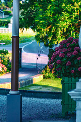 Peaceful view of a charming entrance gate with blooming hydrangeas near the Napoleon Museum and...