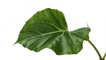 Obraz premium Fiddle-leaf fig foliage displayed against a plain white backdrop