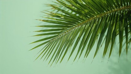 Fototapeta premium Tropical Palm Leaf in Focus with a Summer Green Setting