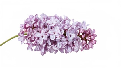 Fototapeta premium White background featuring detached lilac flower clusters