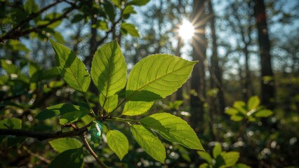 Lush green leaves in daylight