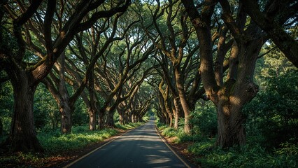 Obraz premium A long street surrounded by towering trees in a haunting park area