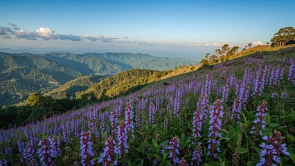 Fototapeta premium The rare 12-year bloom of Neelakurinji colors the highlands