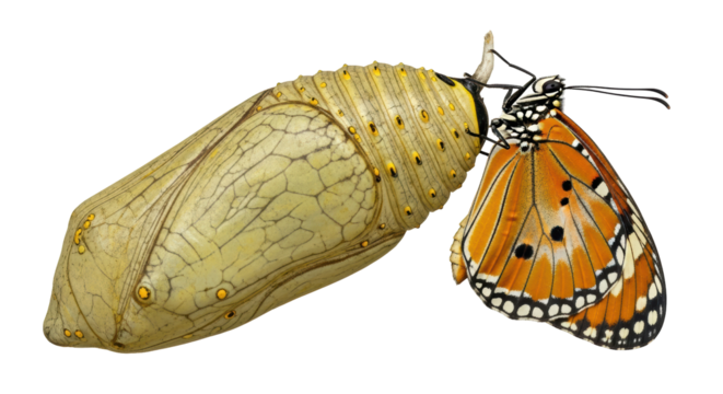 Isolated Butterfly Emerging from Chrysalis