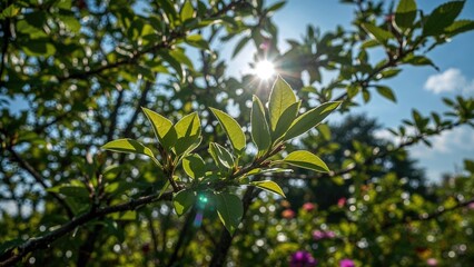 Fresh leaves basking in sunlight