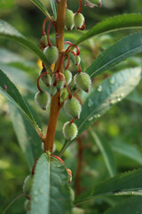 Close-up of pink Impatiens balsamina flowers and green unripe seeds on plant