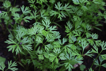 Close-up of young carrot plants growing in the vegetable garden on late springtime