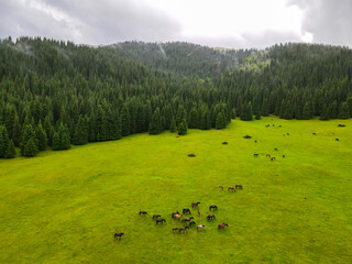 A wide aerial view of a herd of horses grazing on a green field bordered by a dense pine forest and mountains under a cloudy sky