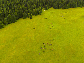 A top-down aerial view of a small herd of horses scattered across a vast green pasture next to a dense pine forest in a rural landscape