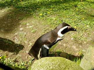 Poland, Warsaw, Ratuszowa 1/3,  Warsaw Zoological Garden (Warsaw Zoo), African penguin