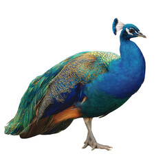 Obraz premium Colorful peacock bird with blue and green feathers standing on transparency background, detailed plumage and elegant posture