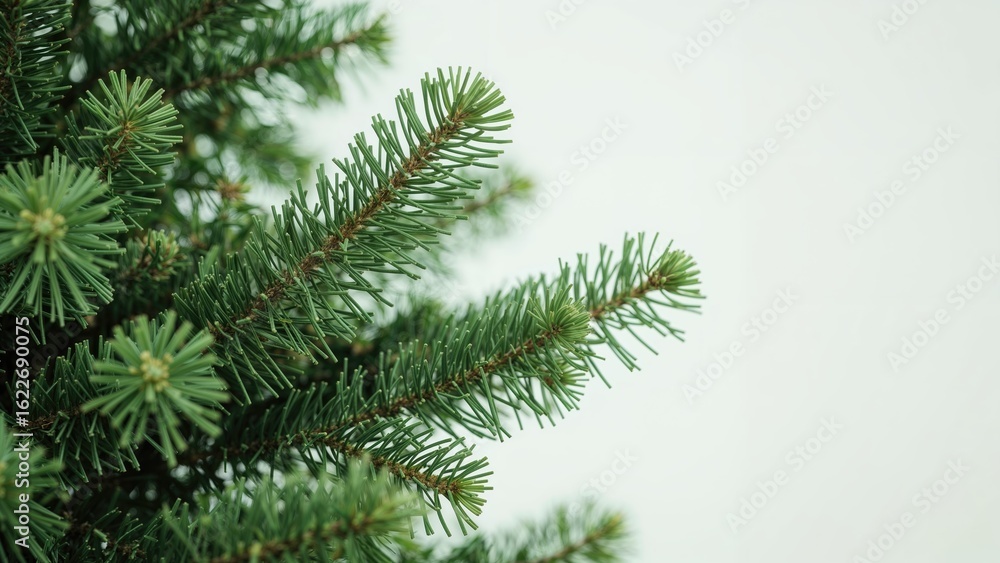 Poster close-up of a verdant spruce tree with a soft focus backdrop