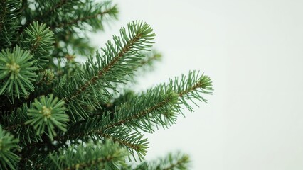 Close-Up of a Verdant Spruce Tree with a Soft Focus Backdrop