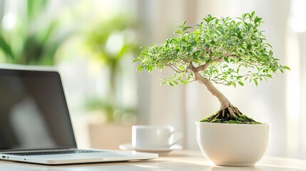 Mini bonsai tree in modern white pot