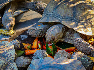 Cute Turtle Eating Carrot and Vegetables