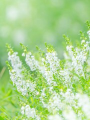 夏の公園や花壇を彩るアンゲロニアのある風景。背景。自然風景素材。